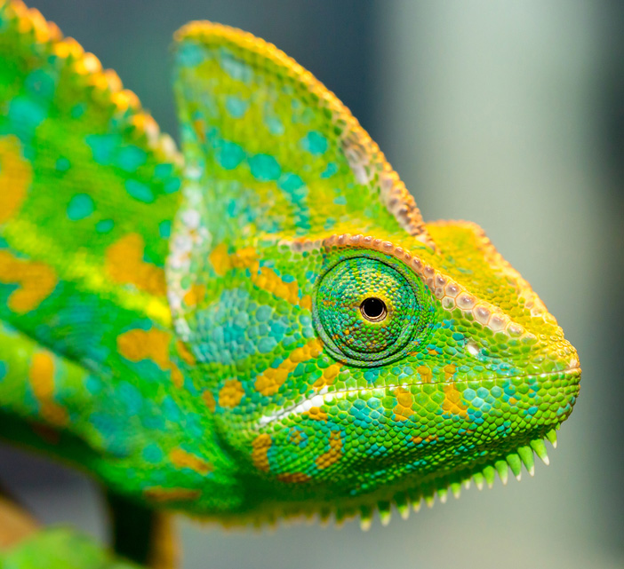 超级变色龙效果颜料